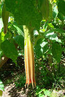 Plancia ëd Brugmansia vulcanicola (A. S. Barclay) R. E. Schult.