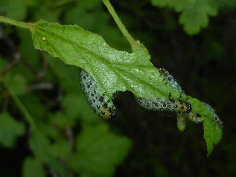 Image of Gooseberry Sawfly