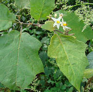 Imagem de Solanum torvum Swartz