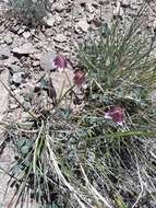 Plancia ëd Trifolium kingii subsp. rollinsii (J. M. Gillett) D. Heller