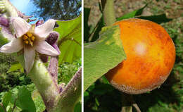 Image of naranjilla