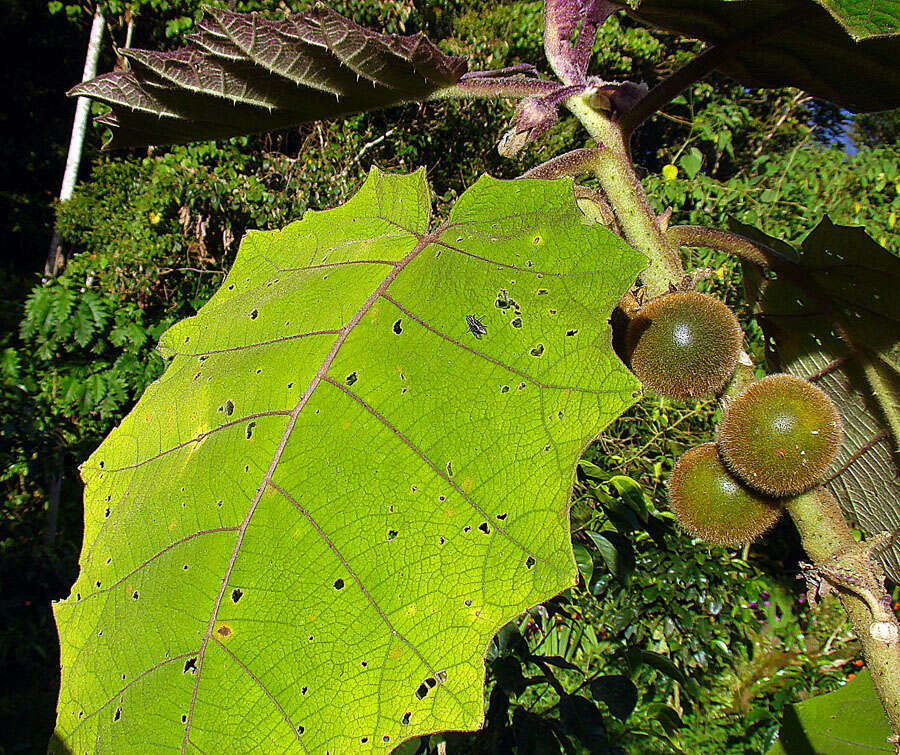 Image of naranjilla