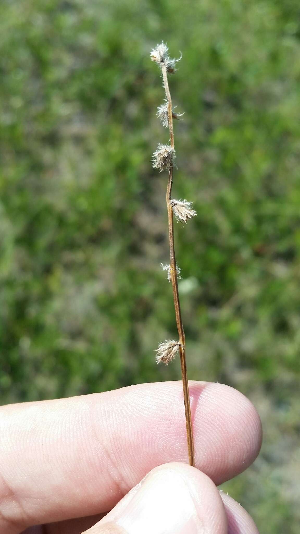 Image of River-Swamp Nut-Rush