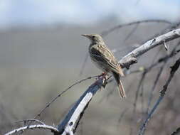 Image of Hellmayr's Pipit