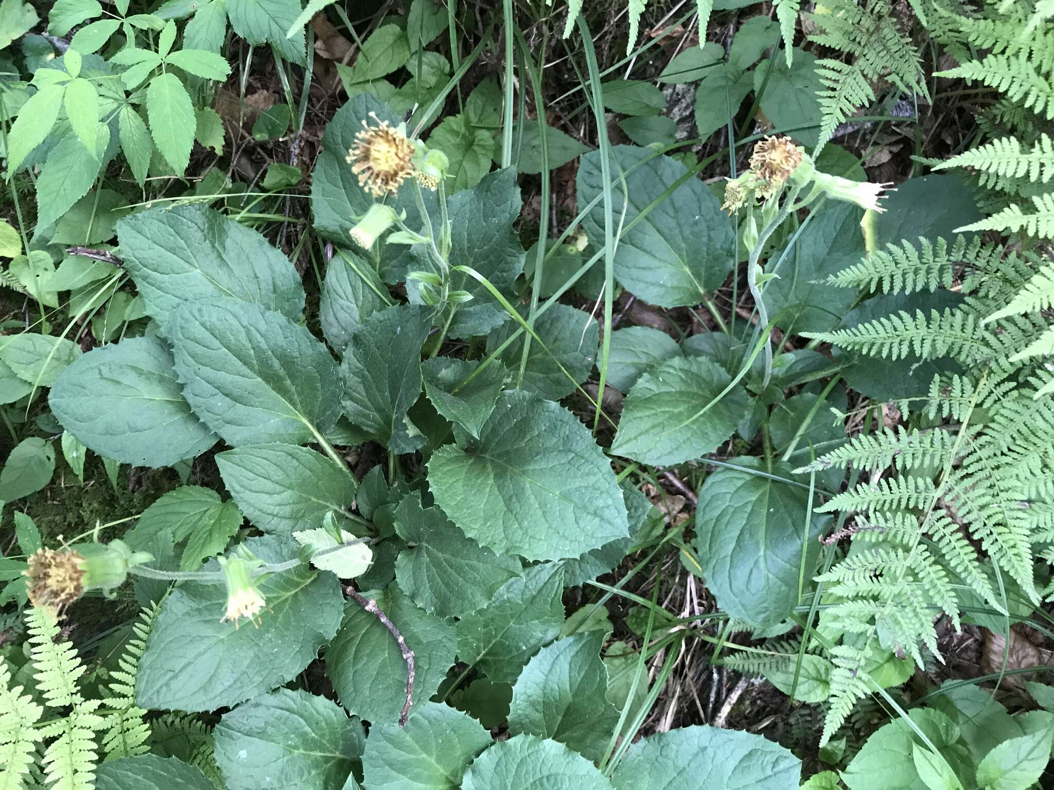 Image of Rugel's Indianplantain