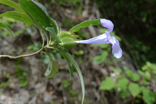 Image of Barleria paucidentata Benoist