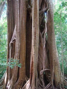 Ficus aurea Nutt.的圖片