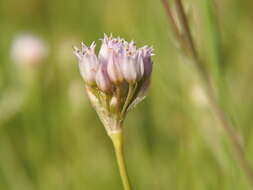 Image of Geyer's onion