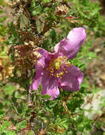 Rosa minutifolia Parry的圖片