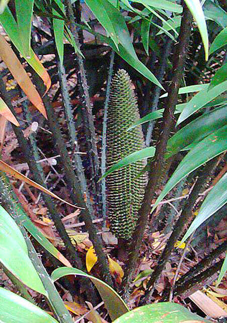 Image of Cycad