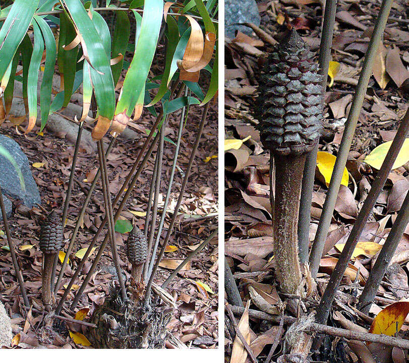 Image of Bamboo Cycad