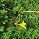 Image de Hemerocallis citrina Baroni