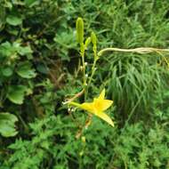 Image de Hemerocallis citrina Baroni