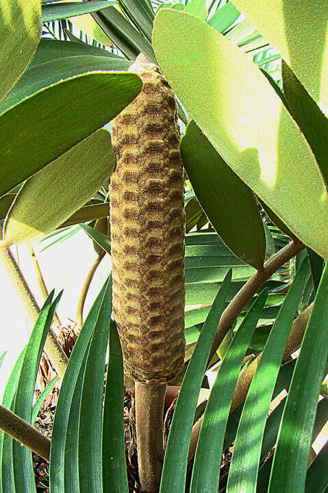 Image of Cardboard Palm