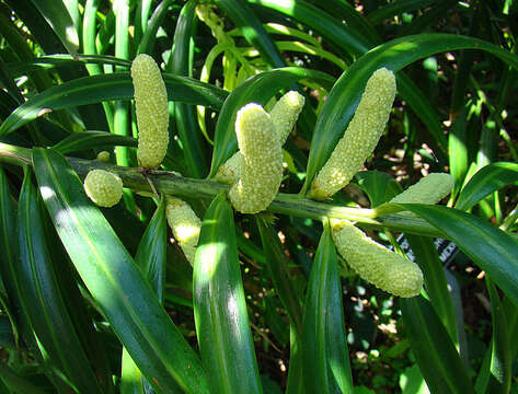 صورة Podocarpus matudae Lundell