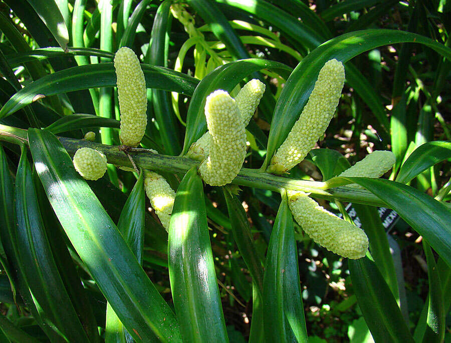 Image of Podocarpus matudae Lundell