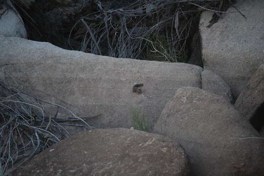 Image of California Chipmunk