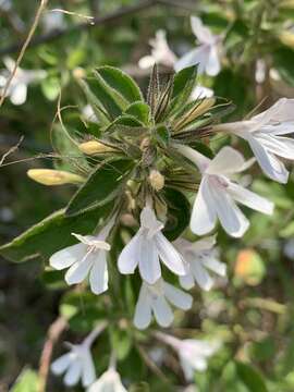 Plancia ëd Dyschoriste radicans (Hochst. ex A. Rich.) Nees