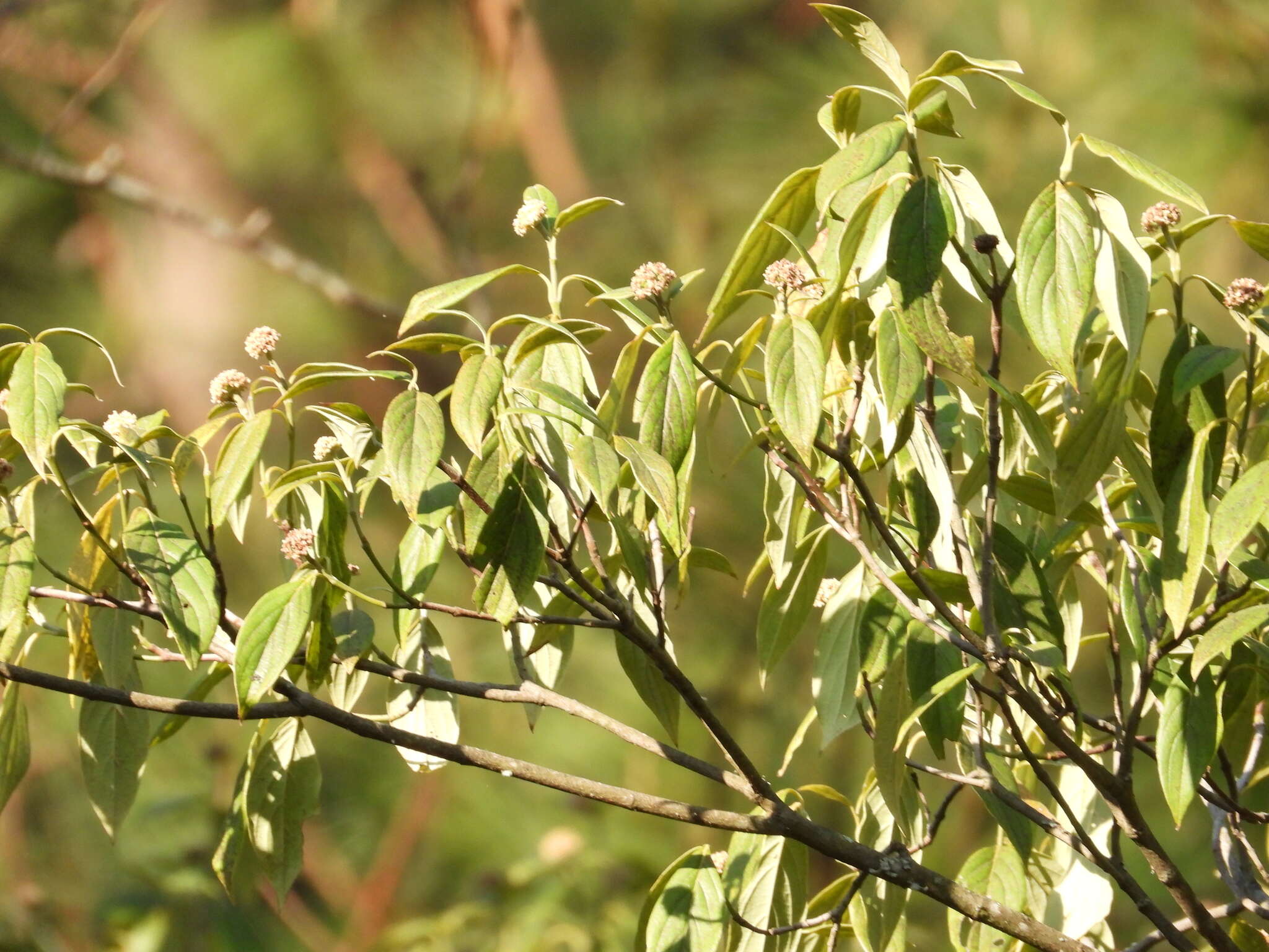 Слика од Cornus disciflora Moc. & Sessé ex DC.