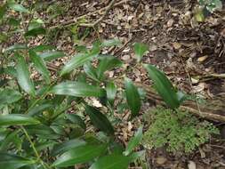 Image of Cryptocarya laevigata Bl.