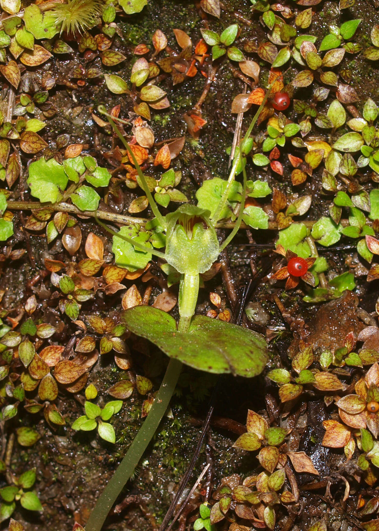 Image of Corybas papa Molloy & Irwin