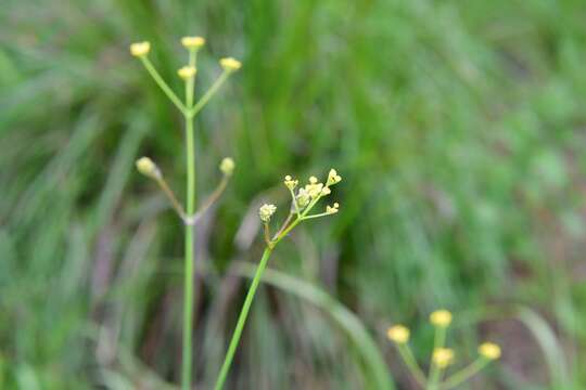 Image of Donnellsmithia juncea (Humb. & Bonpl. ex Spreng.) Mathias & Constance