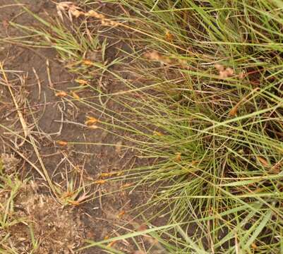 Image de Fimbristylis ovata (Burm. fil.) J. Kern