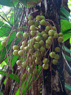 Image of Yellow coconut