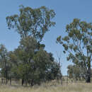 Image of Eucalyptus cambageana Maiden