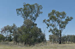 Image of Eucalyptus cambageana Maiden