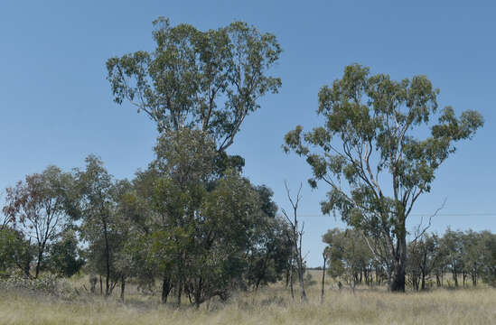 Image of Eucalyptus cambageana Maiden