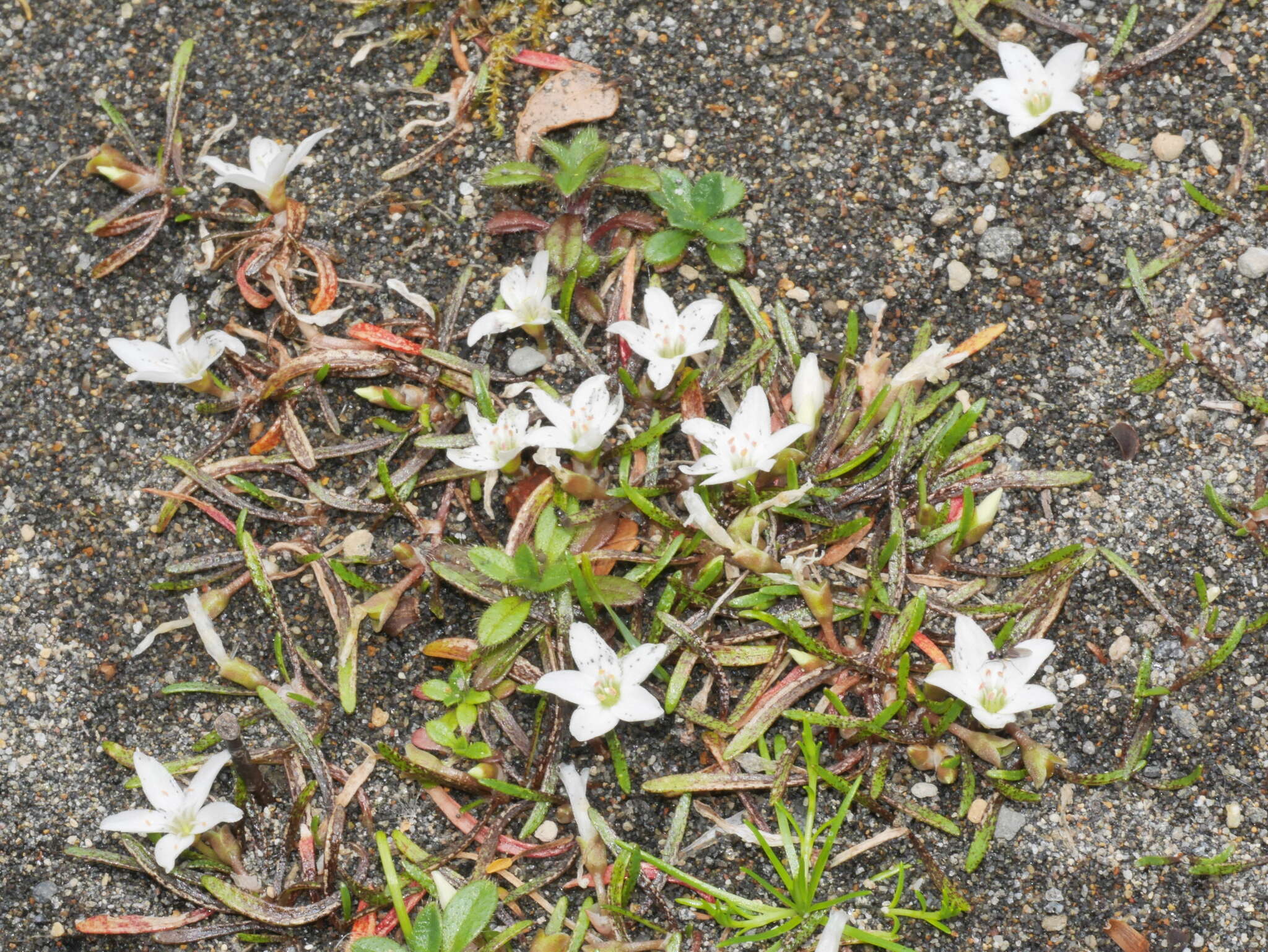 Montia campylostigma (Heenan) Heenan resmi