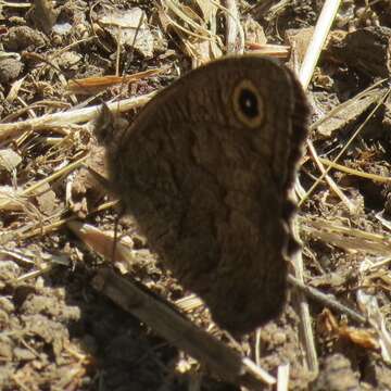 Image of Great Basin Wood Nymph