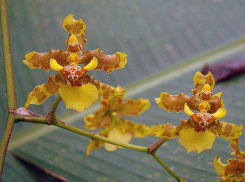 Image of Oncidium lineoligerum Rchb. fil. & Warsz.