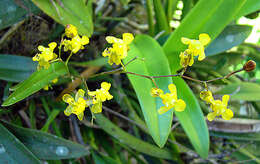 Image of Oncidium cheirophorum Rchb. fil.