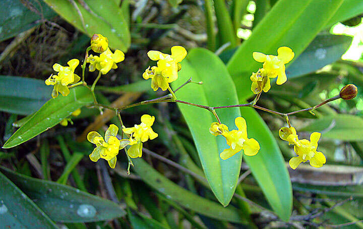 Image of Oncidium cheirophorum Rchb. fil.