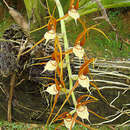 Imagem de Brassia allenii L. O. Williams ex C. Schweinf.