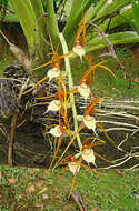 Image of Brassia allenii L. O. Williams ex C. Schweinf.