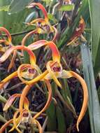 Image of Maxillaria luteograndiflora Dombrain