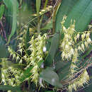 Image of South American bonnet orchid