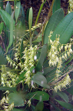 Image of South American bonnet orchid