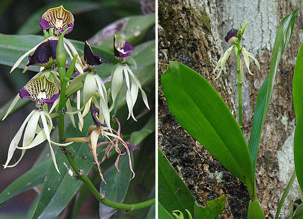 Слика од Prosthechea cochleata (L.) W. E. Higgins