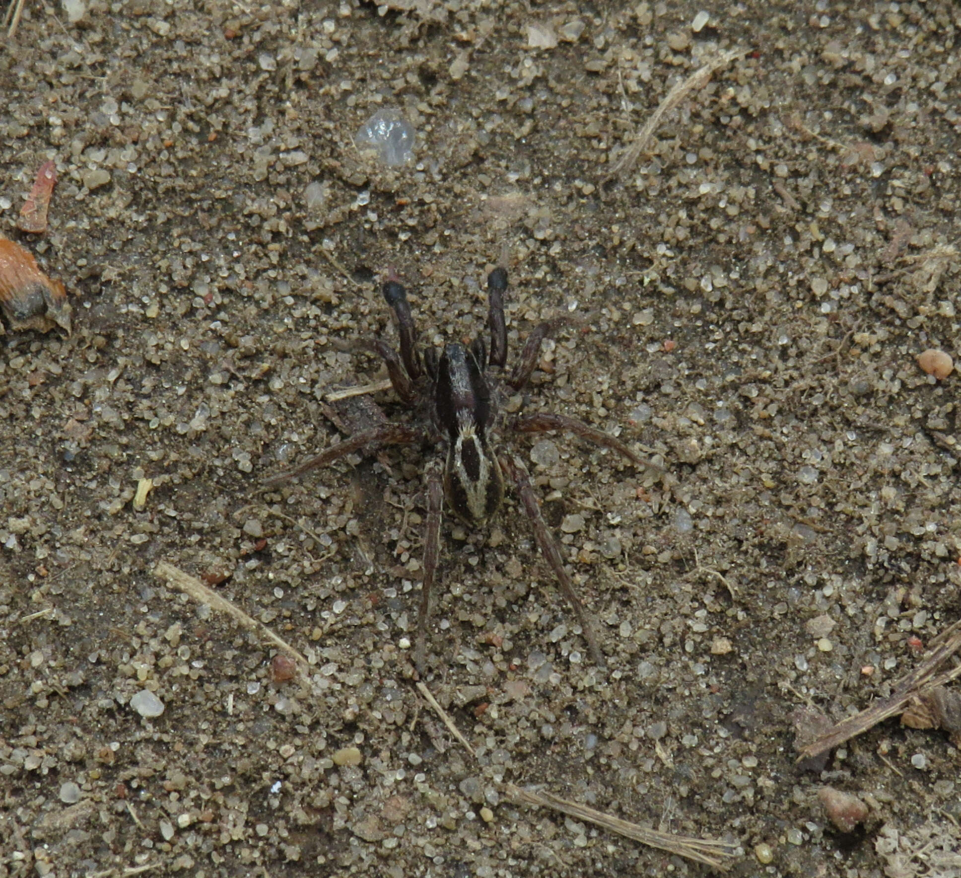 Plancia ëd Alopecosa cuneata (Clerck 1757)