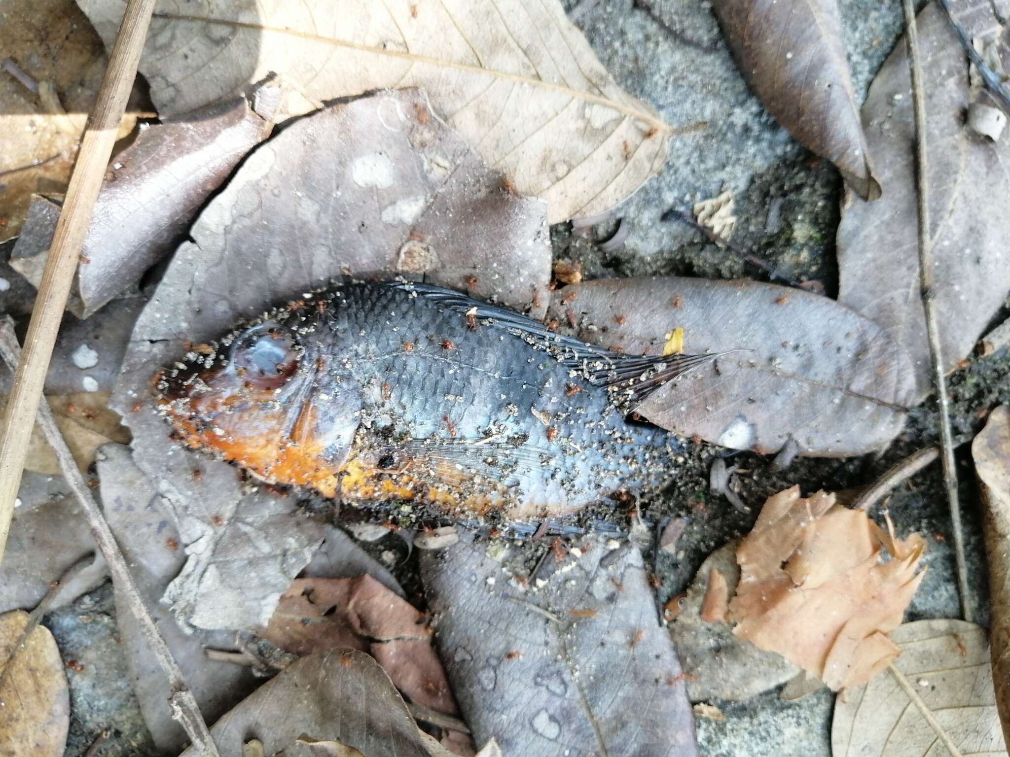 Image of Golden cichlid