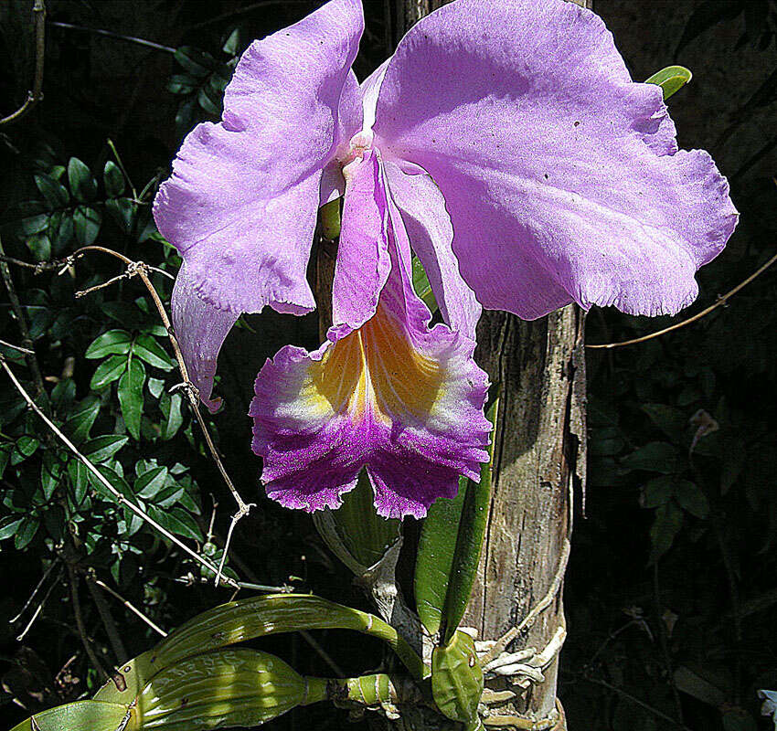 Imagem de Cattleya trianae Linden & Rchb. fil.