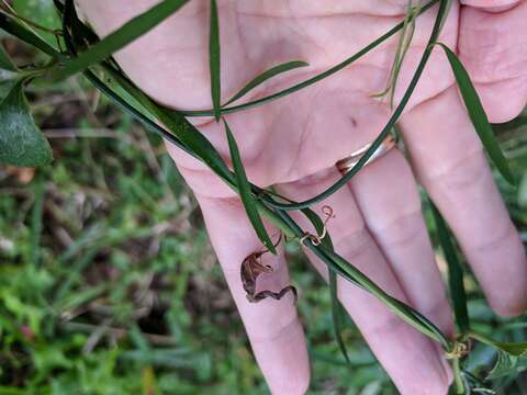 Orthosia scoparia (Nutt.) Liede & Meve的圖片