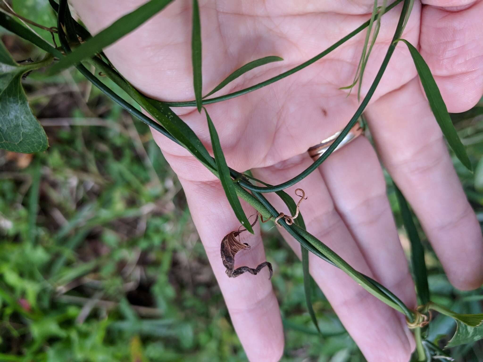 Image of leafless swallow-wort