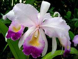 Imagem de Cattleya trianae Linden & Rchb. fil.