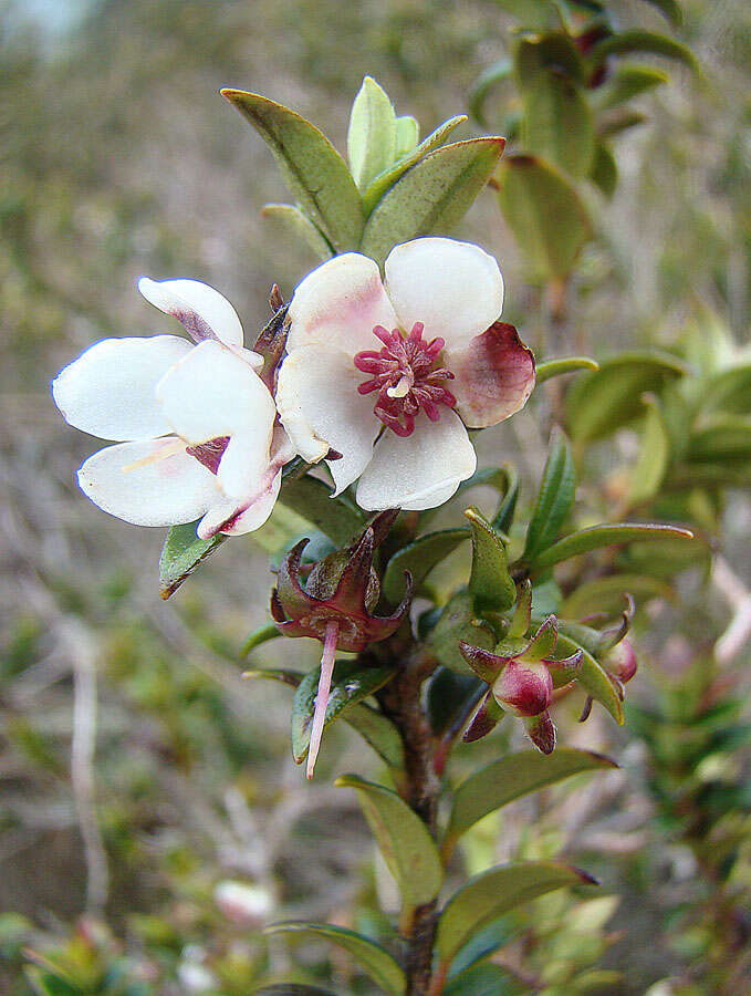 Image of Ugni myricoides (Kunth) O. Berg