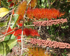 Image of Combretum fruticosum (Loefl.) Stuntz